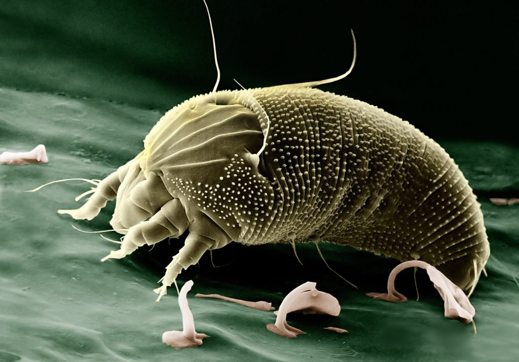 Bactérie observée au microscope