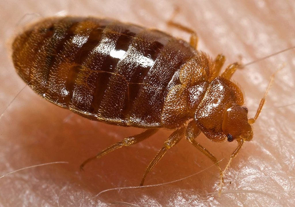 désinsectisation dans les yvelines, éradiquer les insectes à Nanterre, Conflans, Cergy et aux alentours. Expert disponible immédiatement