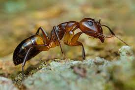 désinsectisation dans les yvelines, éradiquer les insectes à Nanterre, Conflans, Cergy et aux alentours. Expert disponible immédiatement