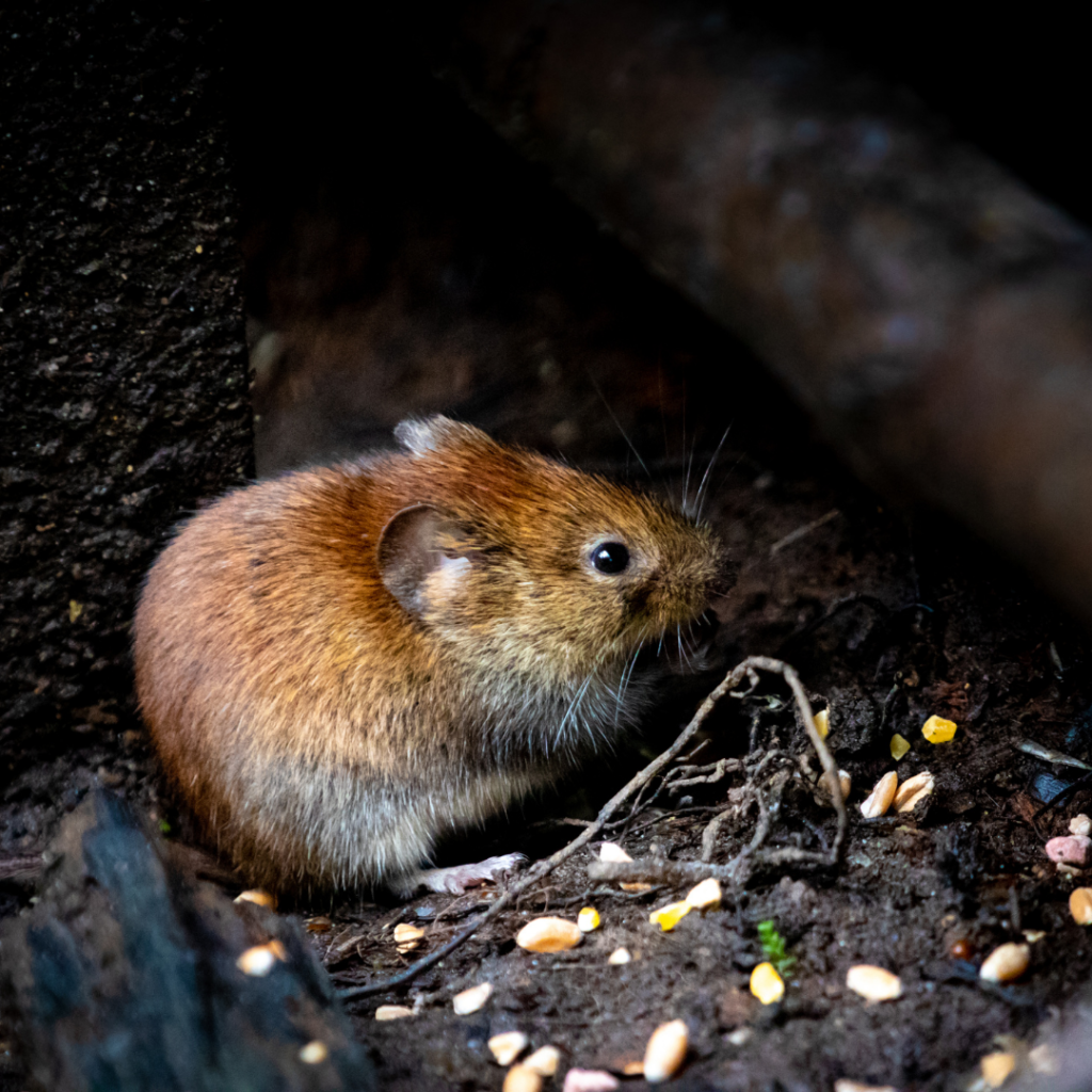 rongeur de type souris dans une maison en cours de dératisation à Cergy dans les Yvelines, intervention réalisée par 3D Chrono, dératiseur dans le 78, 92 et 95
