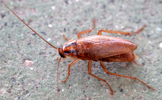 désinsectisation dans les yvelines, éradiquer les insectes à Nanterre, Conflans, Cergy et aux alentours. Expert disponible immédiatement