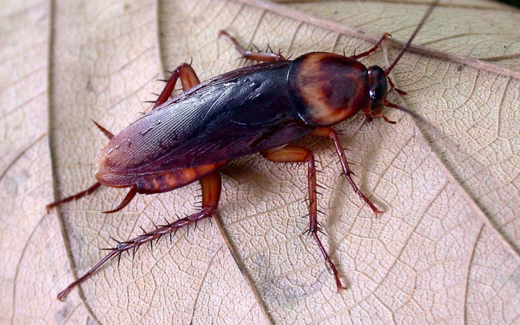 désinsectisation dans les yvelines, éradiquer les insectes à Nanterre, Conflans, Cergy et aux alentours. Expert disponible immédiatement