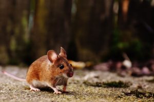 rongeur de type souris dans une maison en cours de dératisation à Cergy dans les Yvelines, intervention réalisée par 3D Chrono, dératiseur dans le 78, 92 et 95