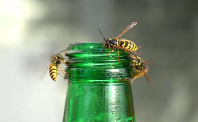 désinsectisation dans les yvelines, éradiquer les insectes à Nanterre, Conflans, Cergy et aux alentours. Expert disponible immédiatement