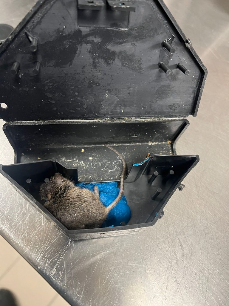 Comment éliminer les rats durablement dans votre appartement 24 Dératisation des rats dans les Yvelines par une entreprise spécialisée
